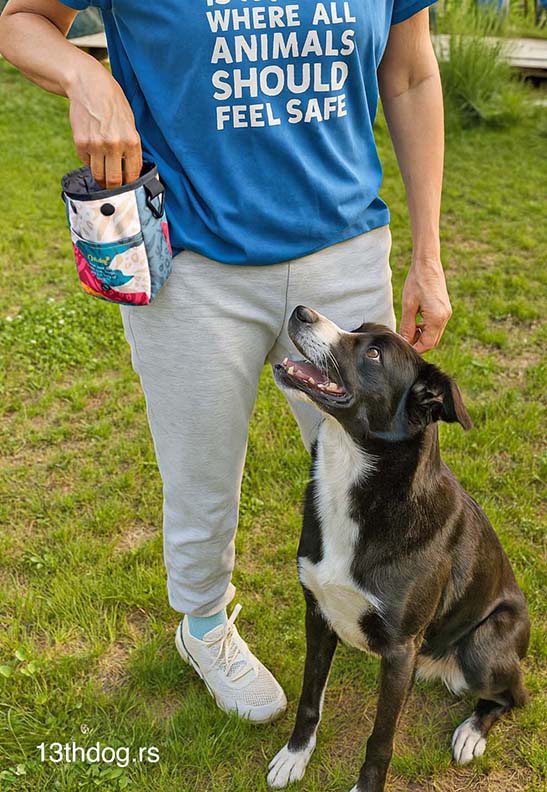 Torbica za Poslastice, Jungle Beat