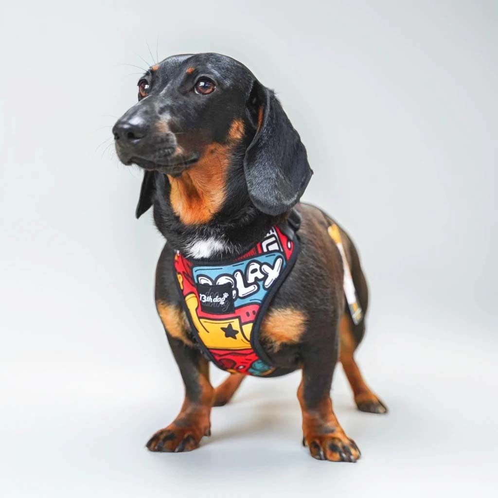 Doodle Soft Am Za Pse, Supernova